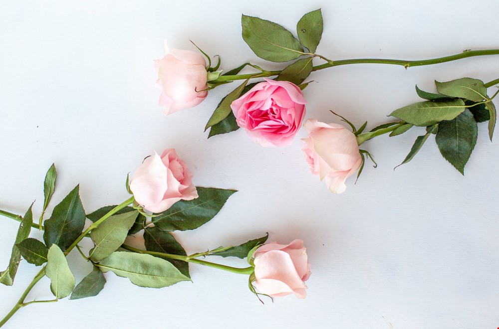 Wil jij mijn Valentijn zijn? x Anoniem Wil jij mijn Valentijn zijn? x Anoniem